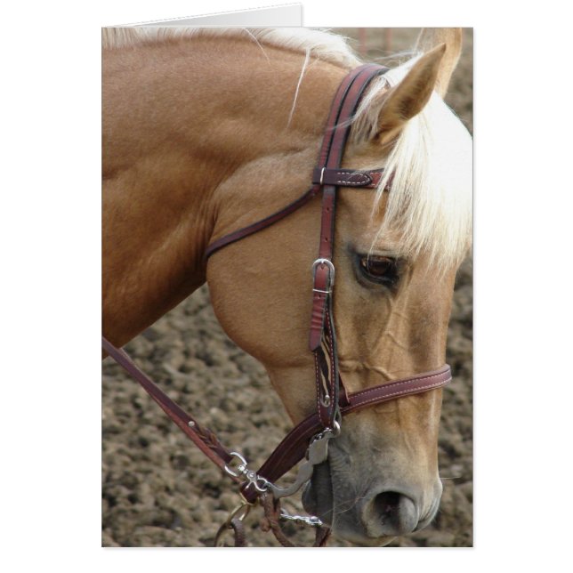 Western Palomino (Vorne)