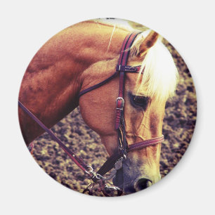 Western Palomino Magnet