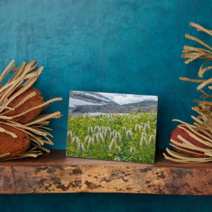 Western Pasqueflower   Ost-Kootenay-Berge Fotoplatte