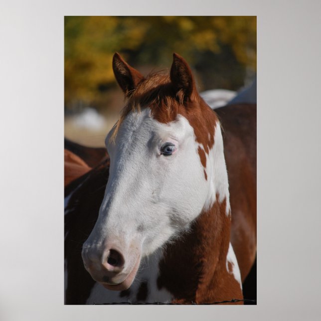 Western Piebald Pinto Paint Poster Art Printing (Vorne)