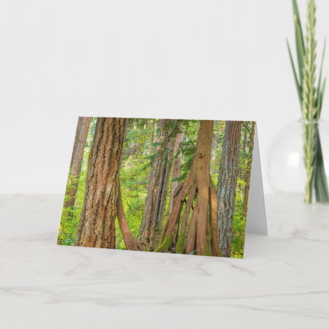 Western Red Cedar Tree | Washington State Karte (Vorderseite)