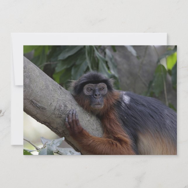 Western Red Colobus Monkey (Vorderseite)