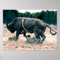 Western Rodeo Black Bull Country Cowboy Rustikal
