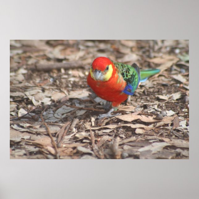 Western Rosella - Platycercus icterotis Poster (Vorne)