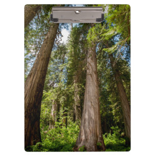 Western Rote Zedernbaume Klemmbrett