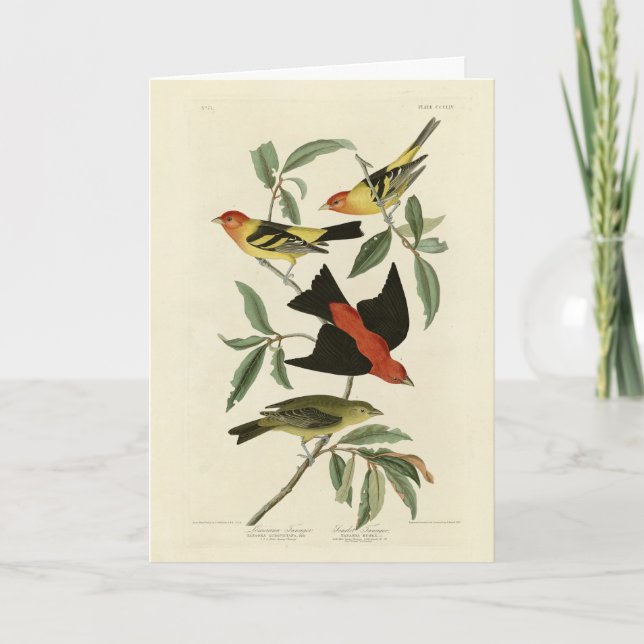 Western, Scarlet Tanagers Audubon Birds of America Karte (Vorderseite)