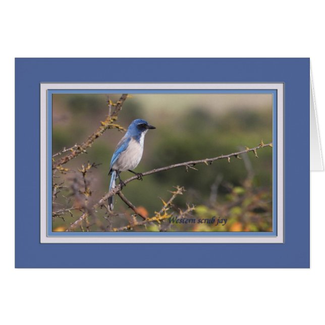 Western_scrub_jay_1613 (Vorderseite (Horizontal))