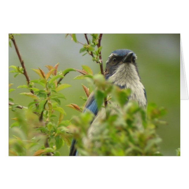 Western-Scrub-Jay-Karte (Vorderseite (Horizontal))
