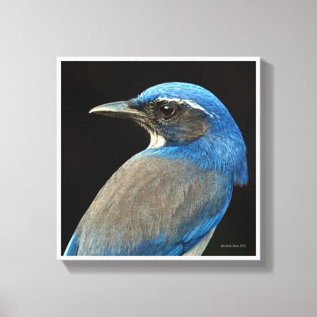 Western Scrub Jay Leinwanddruck (Vorderseite)