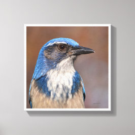 Western Scrub Jay Leinwanddruck