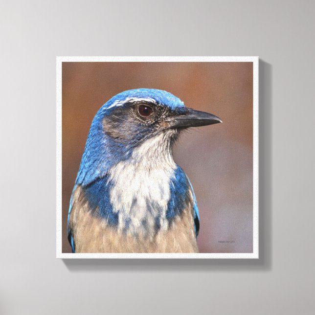 Western Scrub Jay Leinwanddruck (Vorderseite)