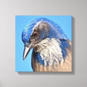 Western Scrub Jay Leinwanddruck