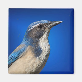 Western Scrub Jay Magnet