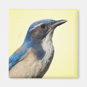 Western Scrub Jay Magnet