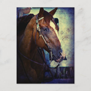 Western Sorrel Grunge Postkarte