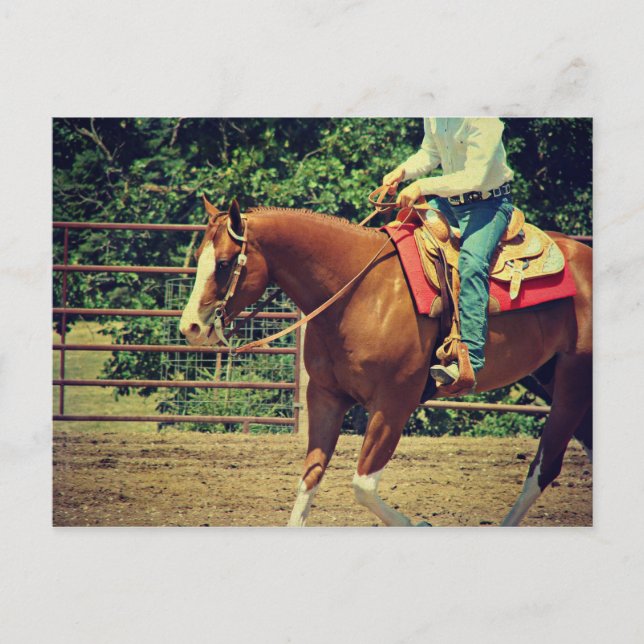 Western Sorrel Postkarte (Vorderseite)