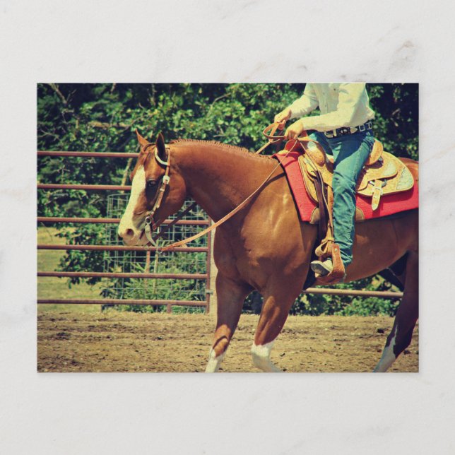 Western Sorrel Postkarte (Vorderseite)