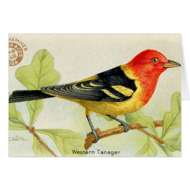 Western Tanager (Vorderseite (Horizontal))