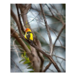 Western Tanager Fotodruck