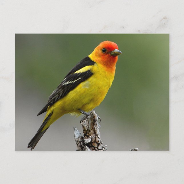 Western Tanager Fotograf Postkarte (Vorderseite)