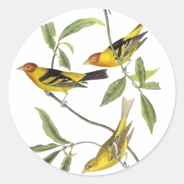 Western Tanager - John James Audubon Runder Aufkleber (Vorderseite)