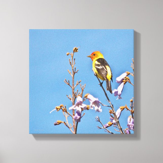 Western Tanager Leinwanddruck (Vorderseite)