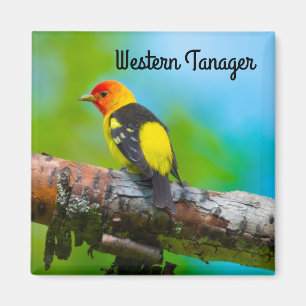 Western Tanager Magnet