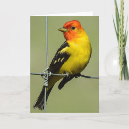 Western Tanager Notecard Karte