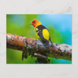 Western Tanager Postcard Postkarte