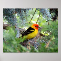 Western Tanager Print