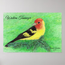 Western Tananger Bird Farbige Stifte Kunst