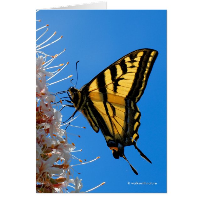 Western Tiger Frack Butterfly auf dem Buckeye (Vorne)