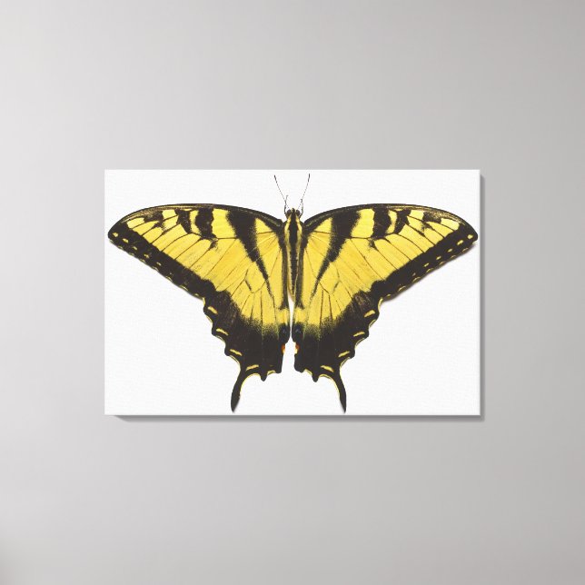 Western Tiger Frack Butterfly Leinwanddruck (Vorderseite)
