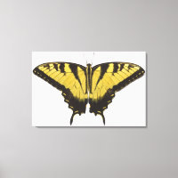Western Tiger Frack Butterfly