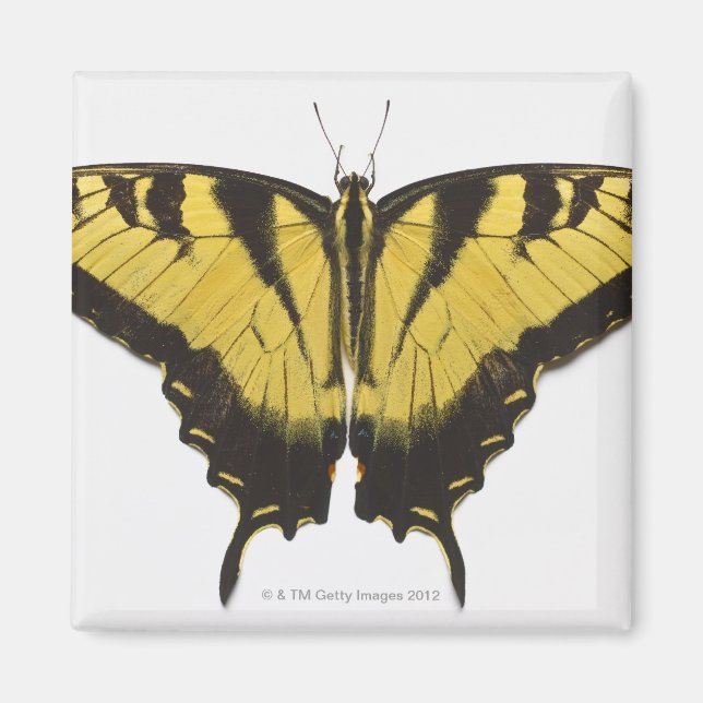 Western Tiger Frack Butterfly Magnet (Vorne)