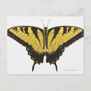 Western Tiger Frack Butterfly Postkarte