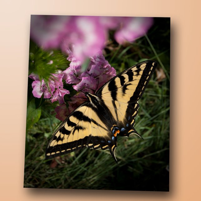Western Tiger Frack Butterfly Schließen Foto Postkarte (Western tiger swallowtail butterfly closeup photo, yellow and black wings, pink summer garden flower)