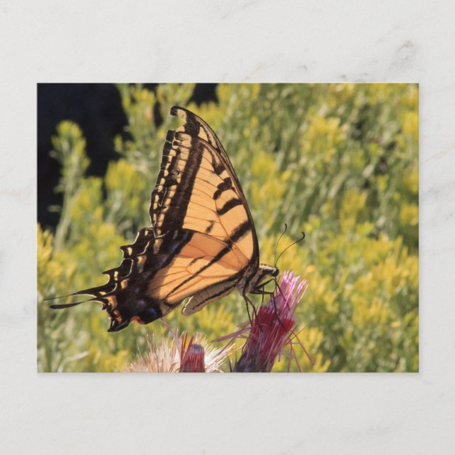 Western-Tiger-Frack Postkarte (Vorderseite)