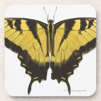 Western-Tiger-Frack-Schmetterling