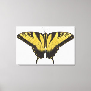 Western-Tiger-Frack-Schmetterling Leinwanddruck