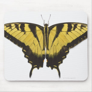 Western-Tiger-Frack-Schmetterling Mousepad