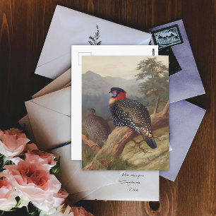Western tragopan, Vogelbilder Postkarte