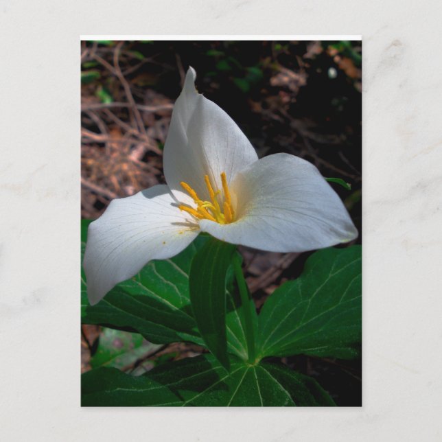 Western Trillium 01 Postkarte (Vorderseite)