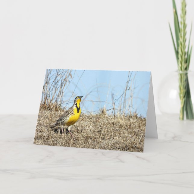 Western-Wiesenlark-Merkkarte Karte (Vorderseite)