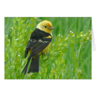 WesternTanager