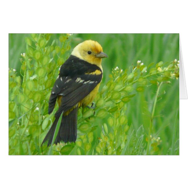 WesternTanager (Vorderseite (Horizontal))