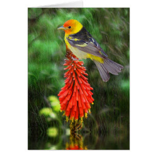 WesternTanager