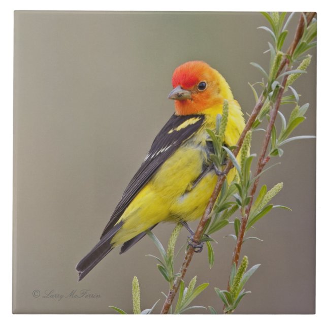 WesternTanager Fliese (Vorderseite)