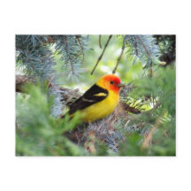 Westerntanager-Postkarte
