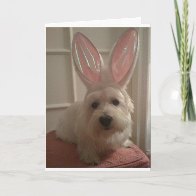 Westhighland Bunny Karte (Vorderseite)